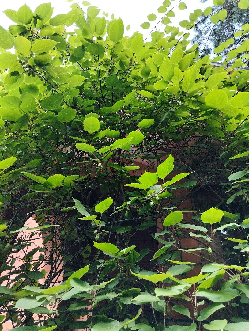 Садоводство, актинидия, ягоды, Старая Купавна, Богородский городской округ