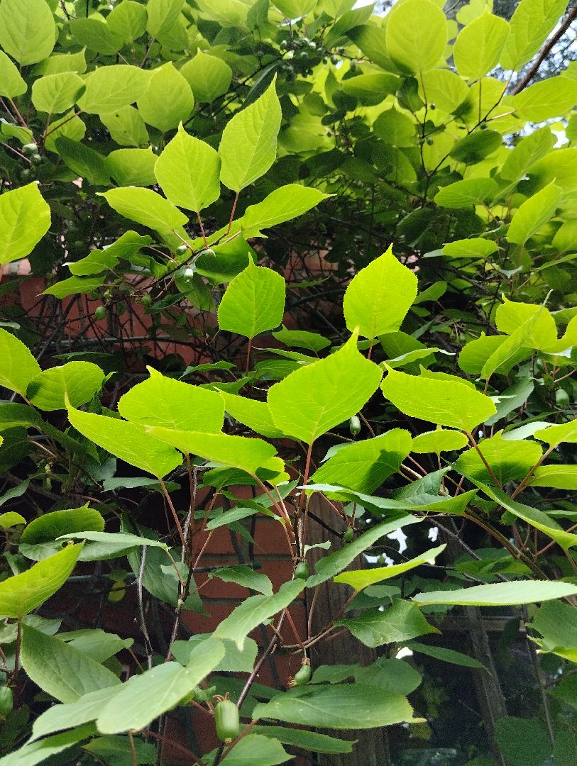 Садоводство, актинидия, ягоды, Старая Купавна, Богородский городской округ