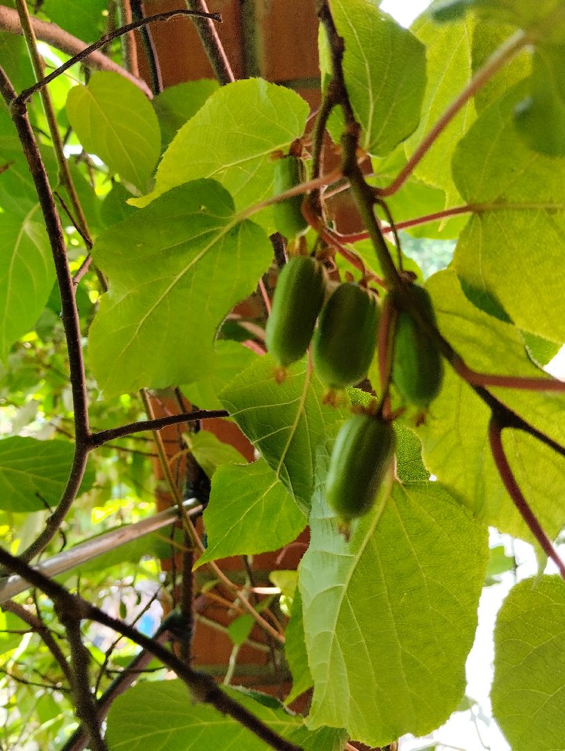 Садоводство, актинидия, ягоды, Старая Купавна, Богородский городской округ
