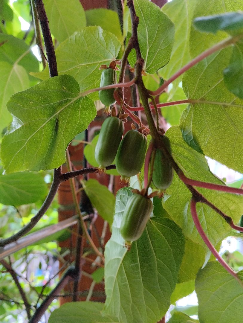 Садоводство, актинидия, ягоды, Старая Купавна, Богородский городской округ