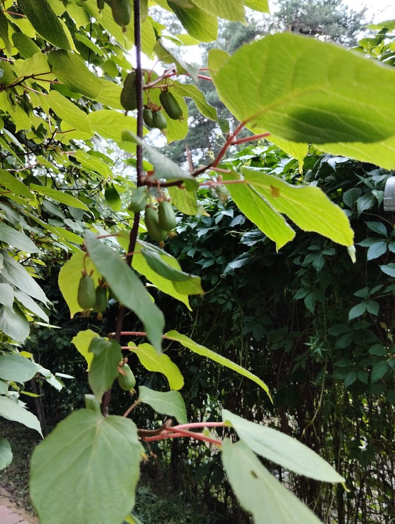 Садоводство, актинидия, ягоды, Старая Купавна, Богородский городской округ