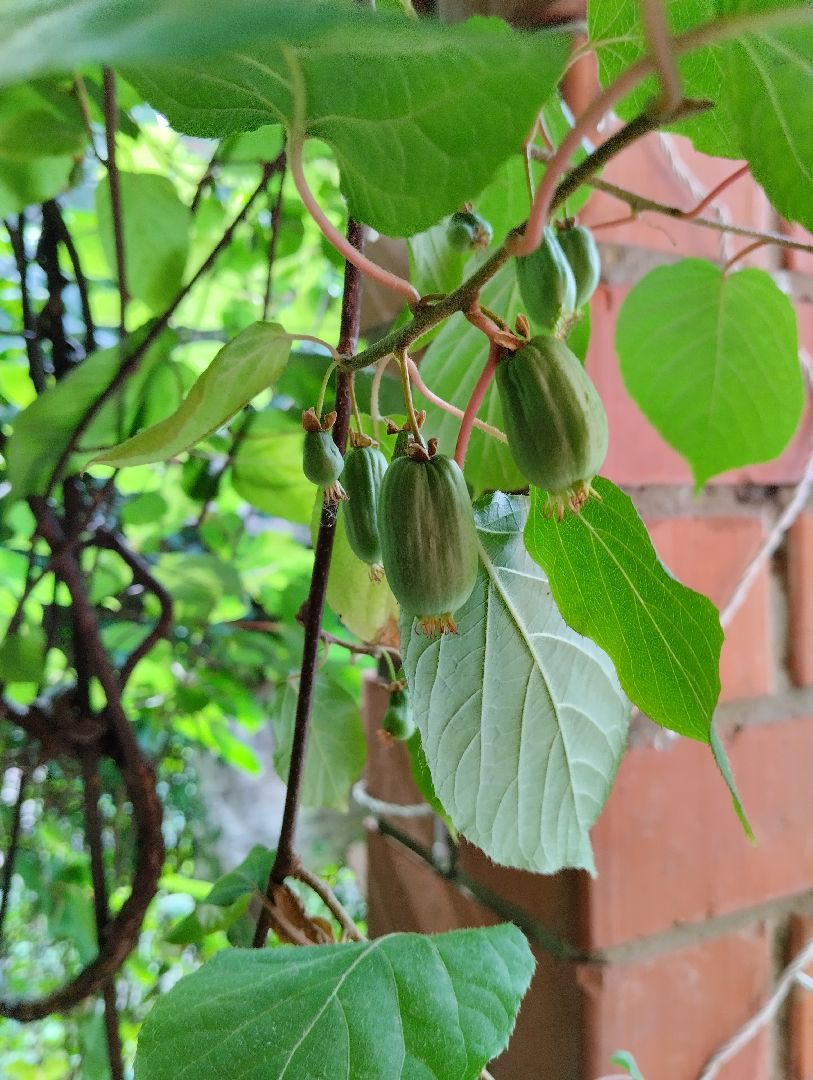 Садоводство, актинидия, ягоды, Старая Купавна, Богородский городской округ
