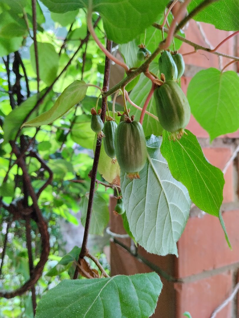 Садоводство, актинидия, ягоды, Старая Купавна, Богородский городской округ