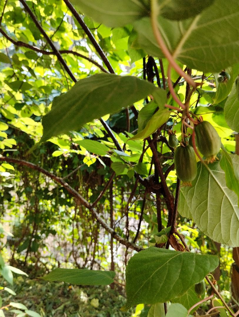 Садоводство, актинидия, ягоды, Старая Купавна, Богородский городской округ