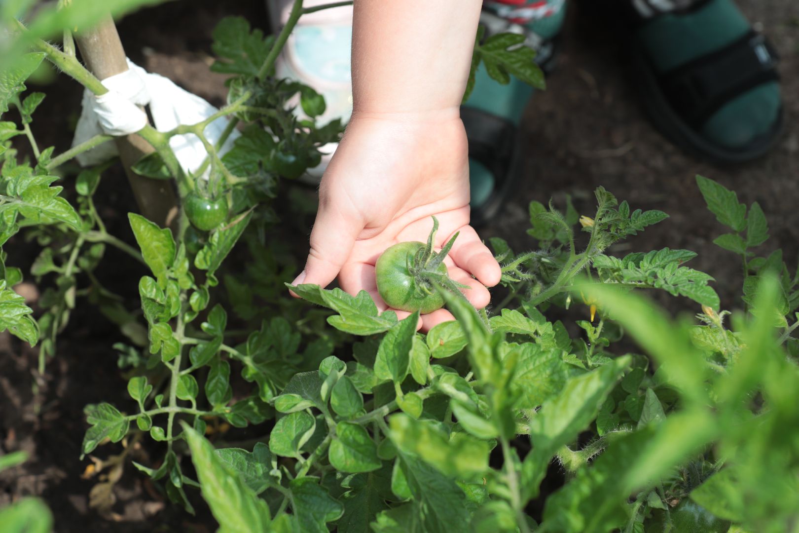 лыткарино, образование, детский сад,