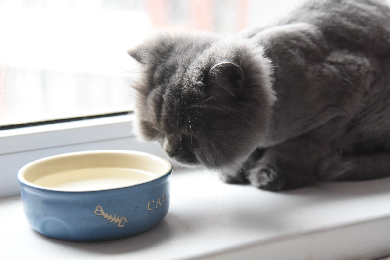 Химки, животные, жара, погода