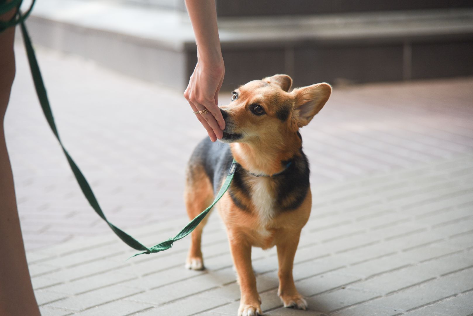 Химки, животные, жара, погода