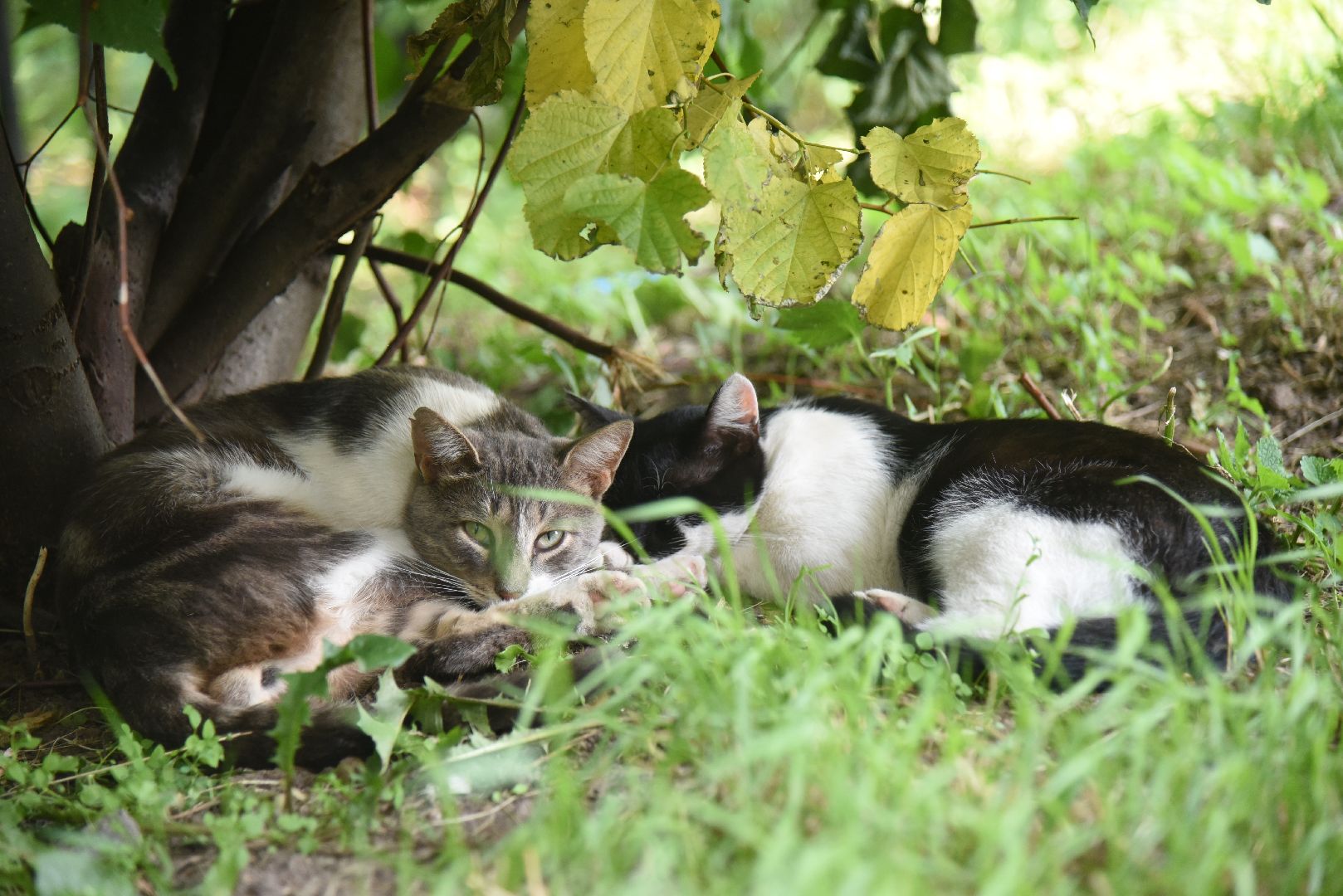 Химки, животные, жара, погода