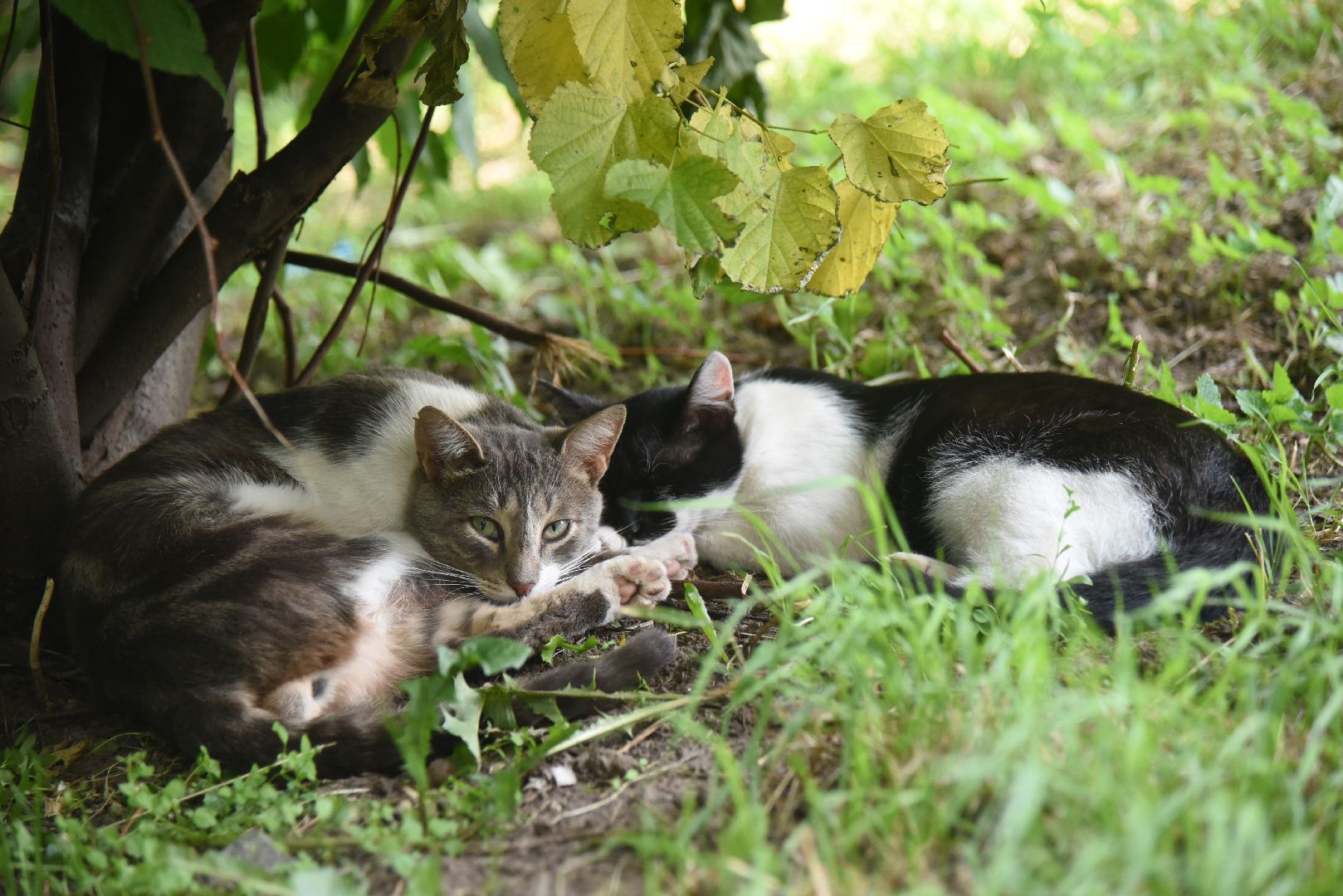 Химки, животные, жара, погода