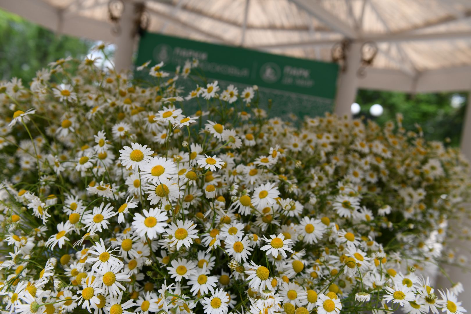 лыткарино, общество, день семьи,