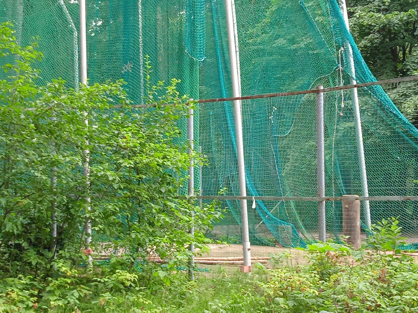 тела, трупы, парк, следственный, комитет