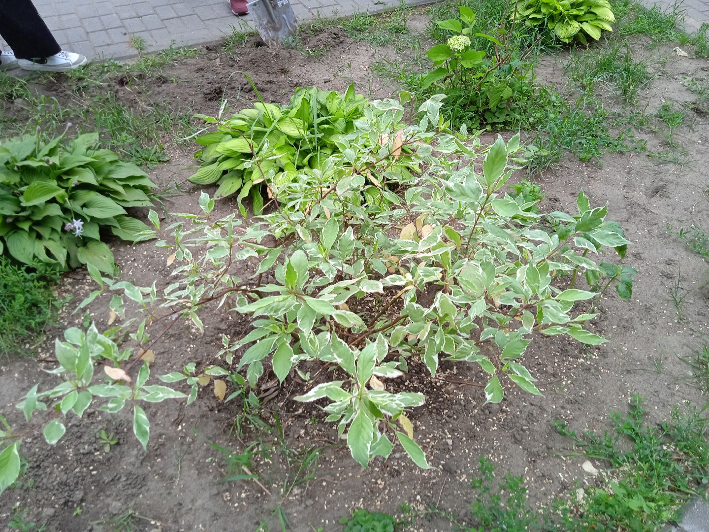 Город-сад, движение, молодая гвардия, волонтёры, растения