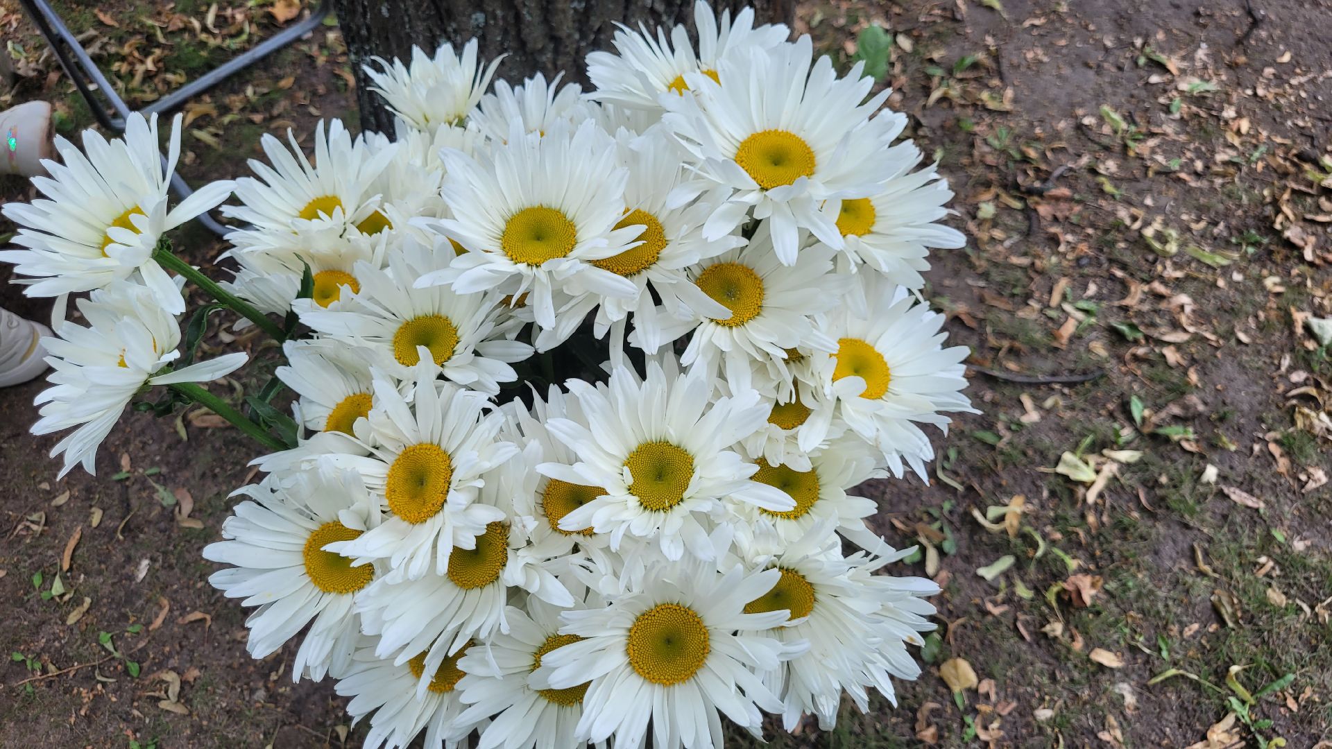 цветы; занятия; видное; парки подмосковья