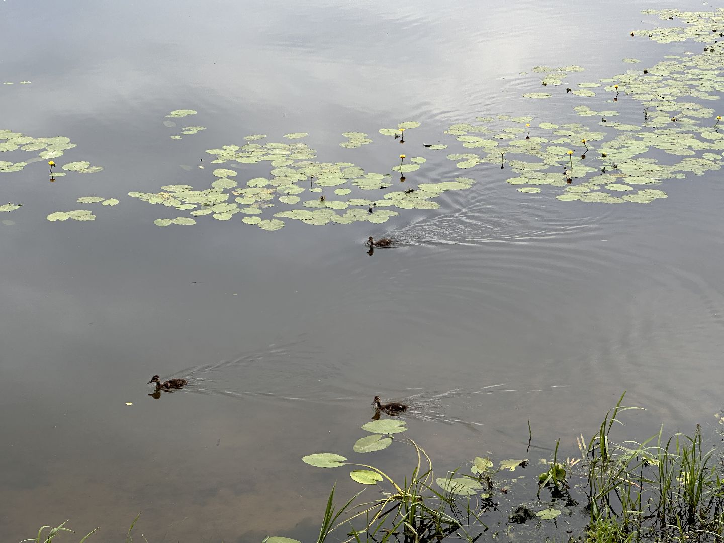 Одинцово, Парки Подмосковья, Отражение, Йога