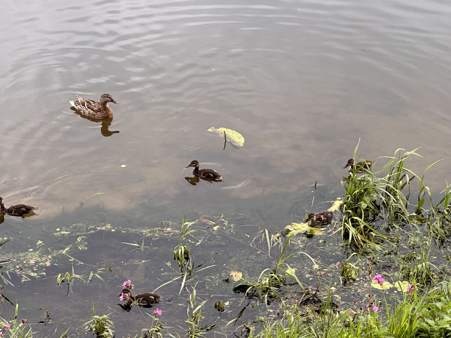 Одинцово, Парки Подмосковья, Отражение, Йога