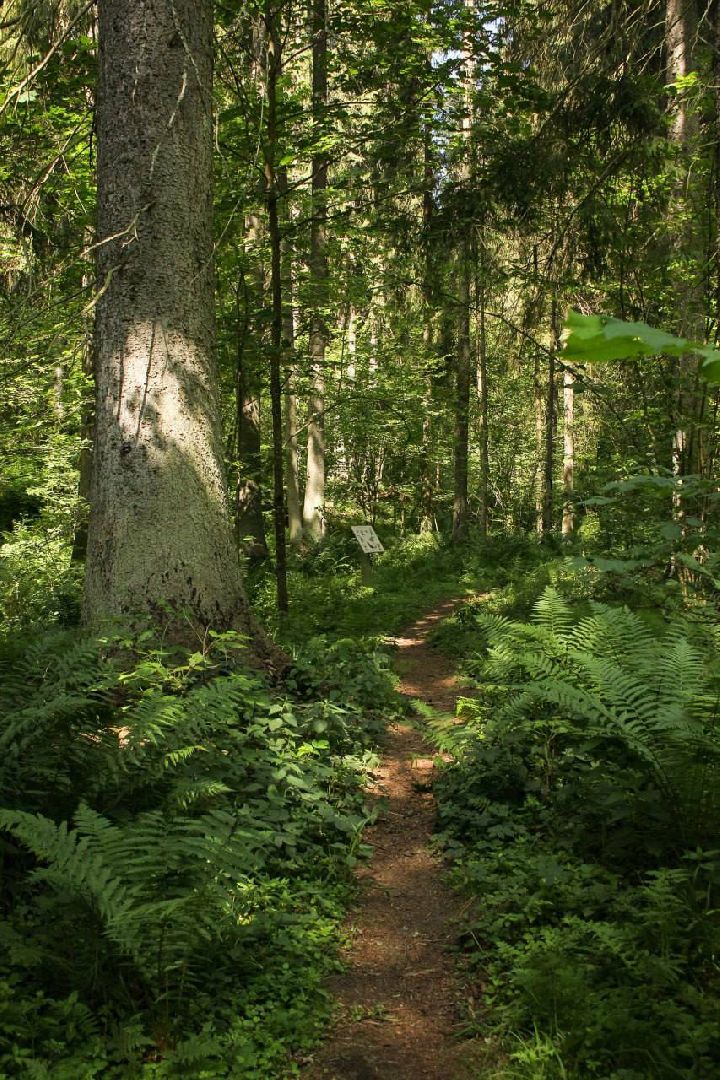 Солнечногорск, Шахматово, туризм, Блок, экотропа