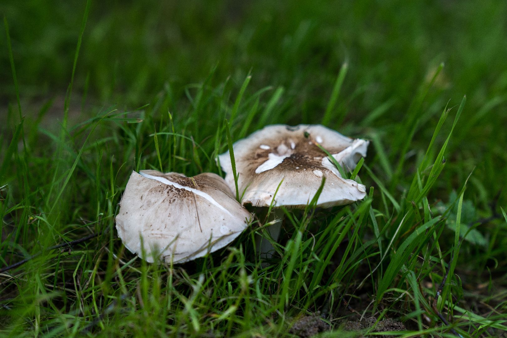 Парк Взлёт, Вячеслав Фетисов, Домодедово