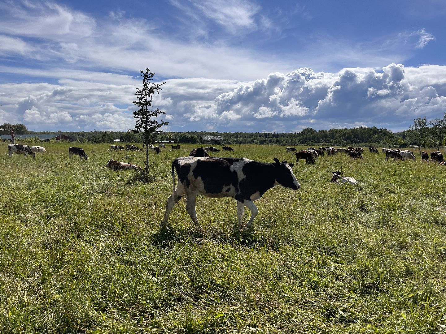 Шаховская, глэмпинг, ферма, экоферма