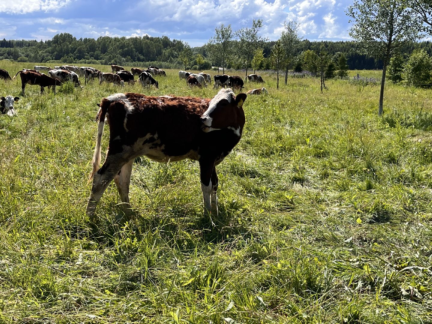 Шаховская, глэмпинг, ферма, экоферма