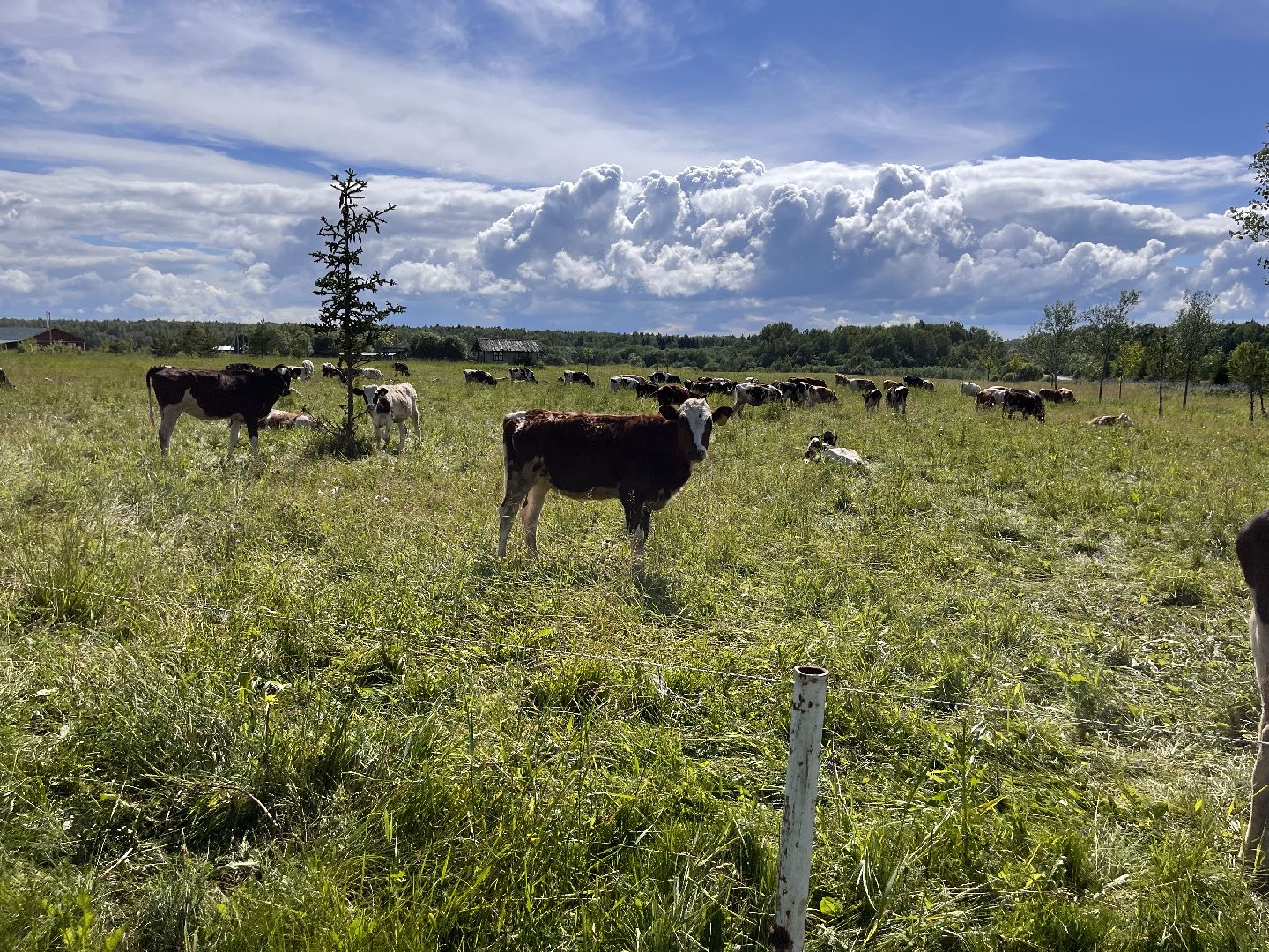 Шаховская, глэмпинг, ферма, экоферма