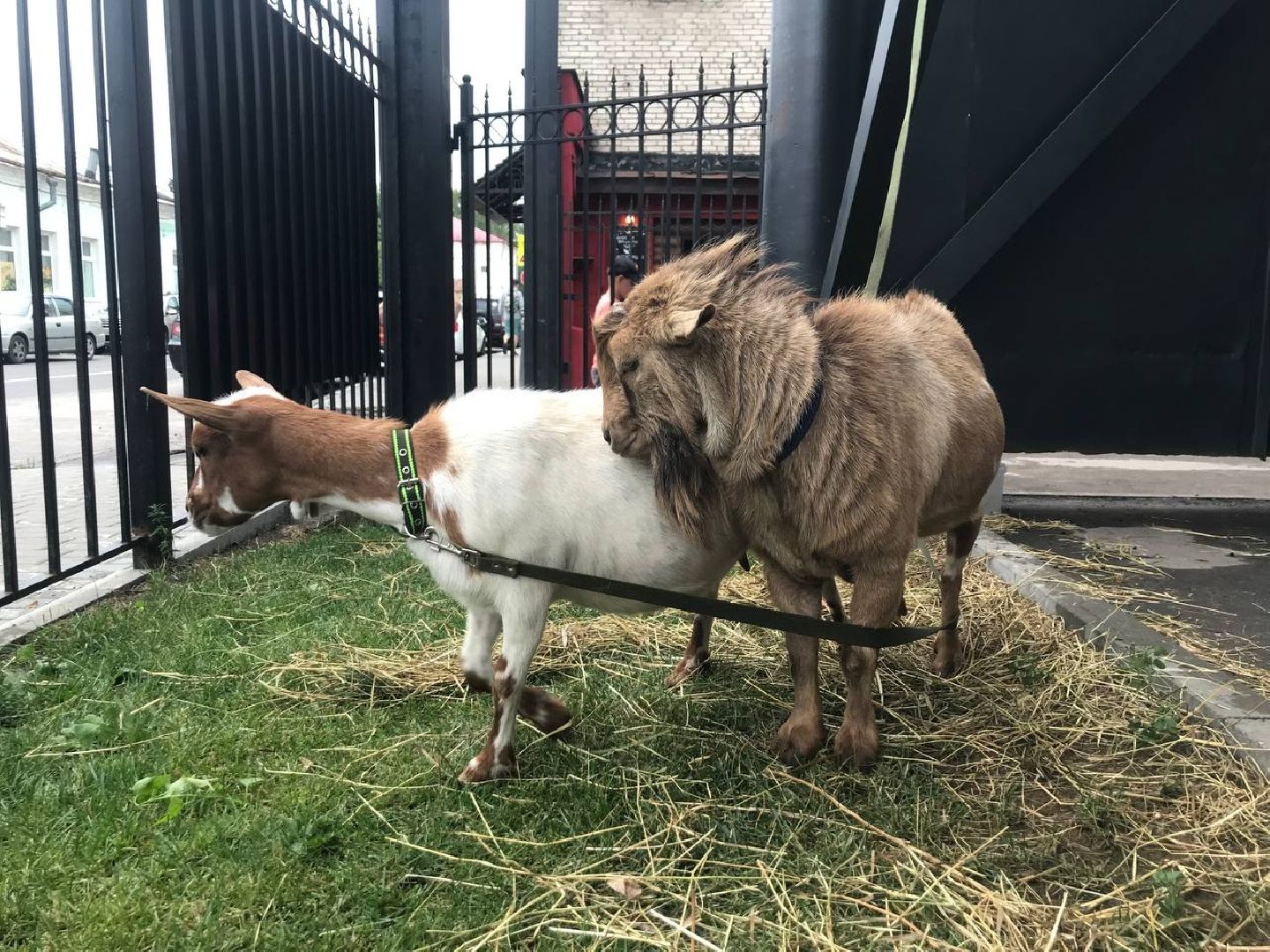 Коломна, культура, туризм