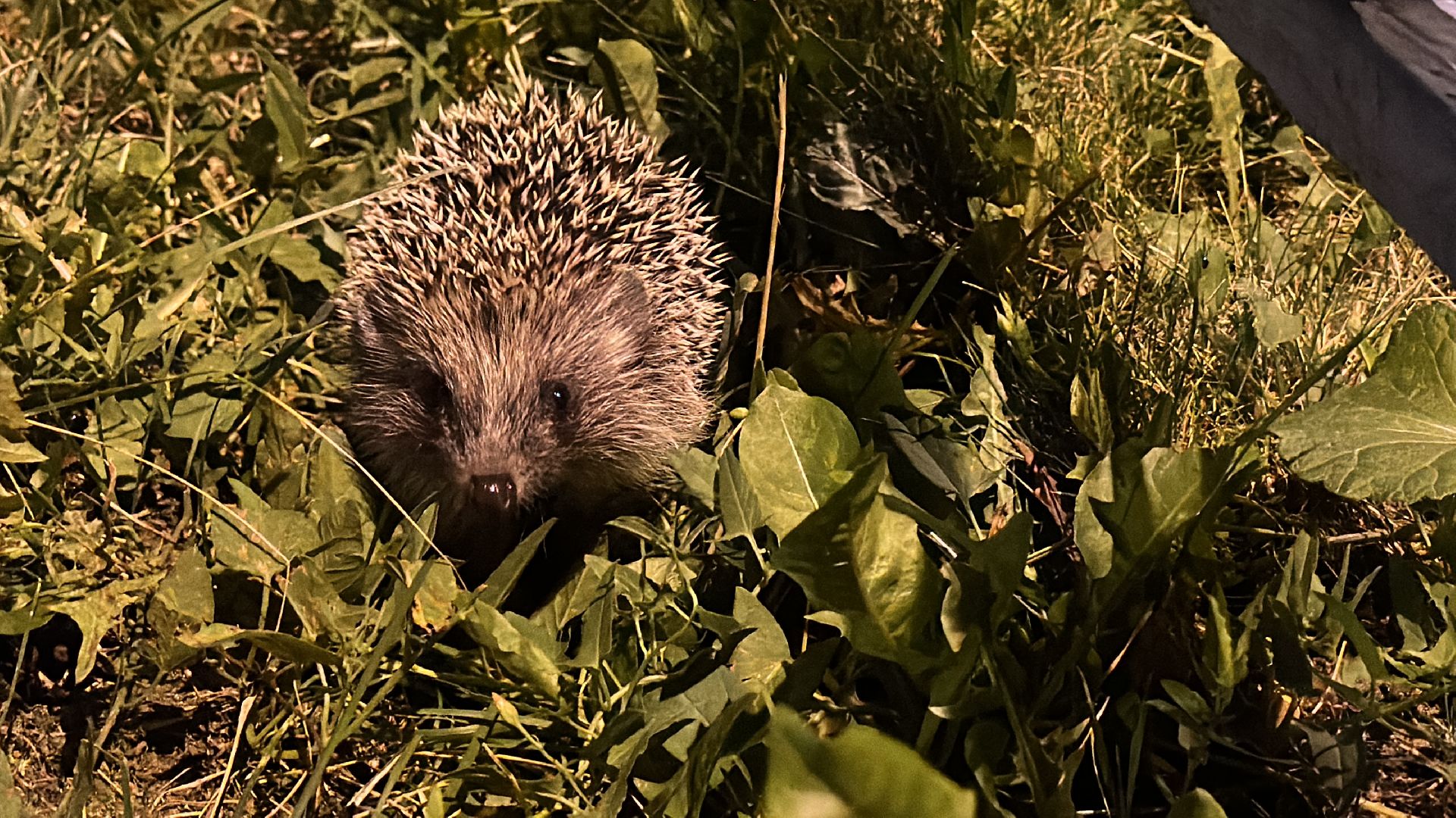 Одинцово, Окружающий мир, Экология, ёж семья ежей