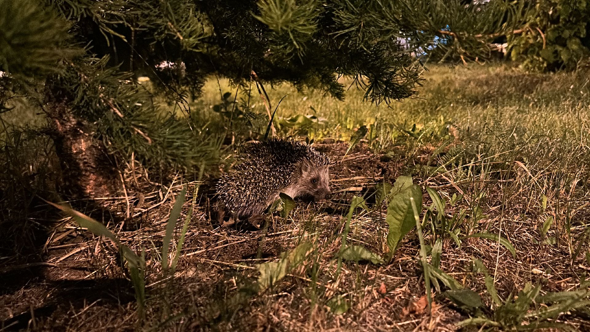 Одинцово, Окружающий мир, Экология, ёж семья ежей
