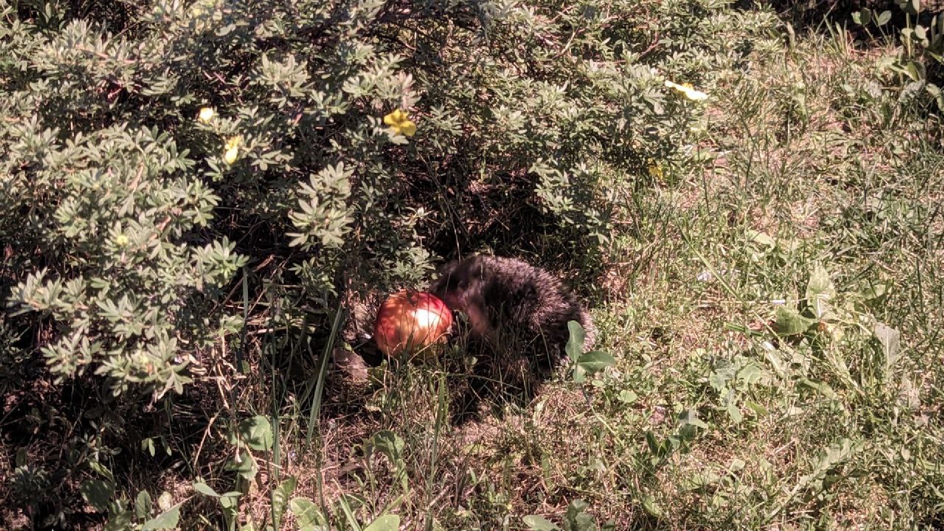 Одинцово, Окружающий мир, Экология, ёж семья ежей