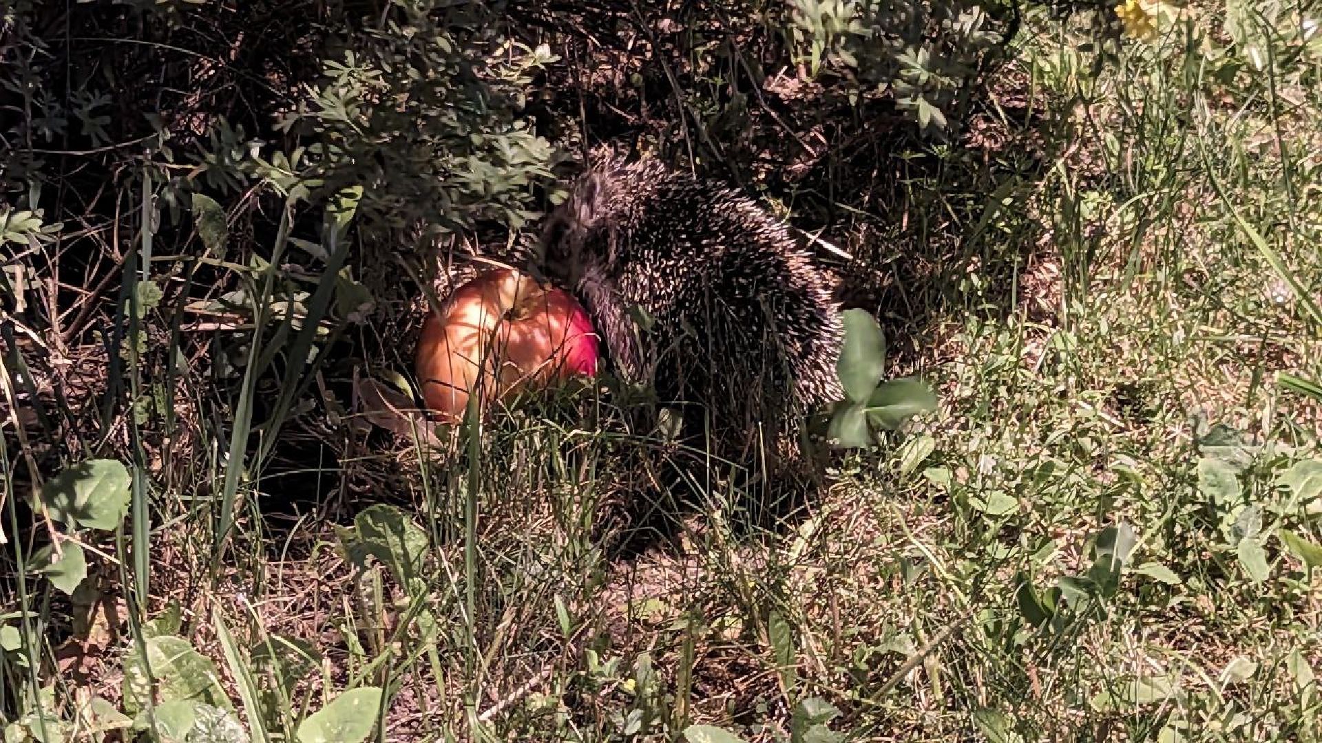 Одинцово, Окружающий мир, Экология, ёж семья ежей