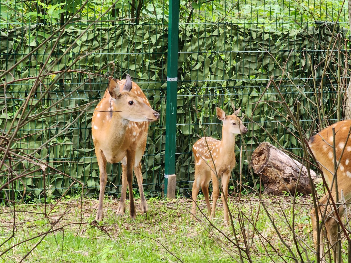 Кубинка, одинцово, партизанская деревня, олени, оленята, парк Патриот