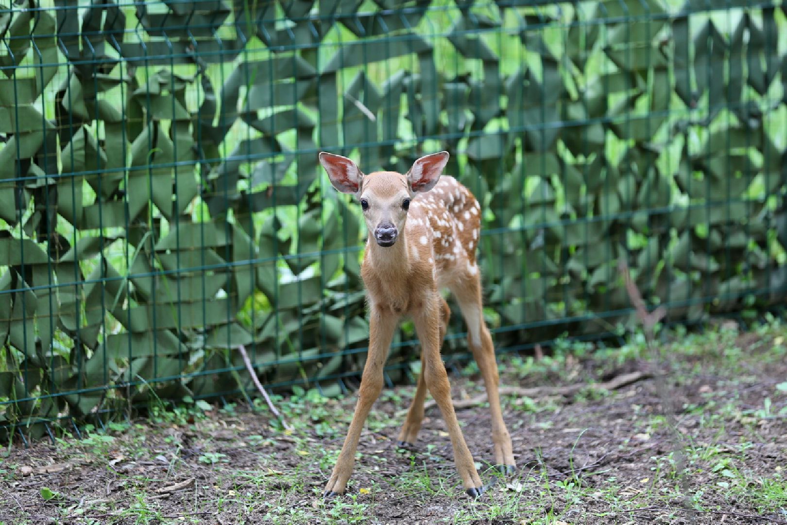 Кубинка, одинцово, партизанская деревня, олени, оленята, парк Патриот