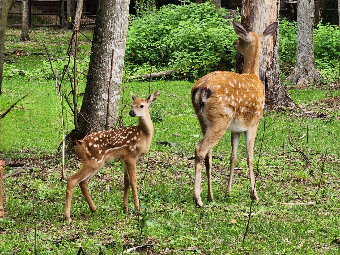 Кубинка, одинцово, партизанская деревня, олени, оленята, парк Патриот