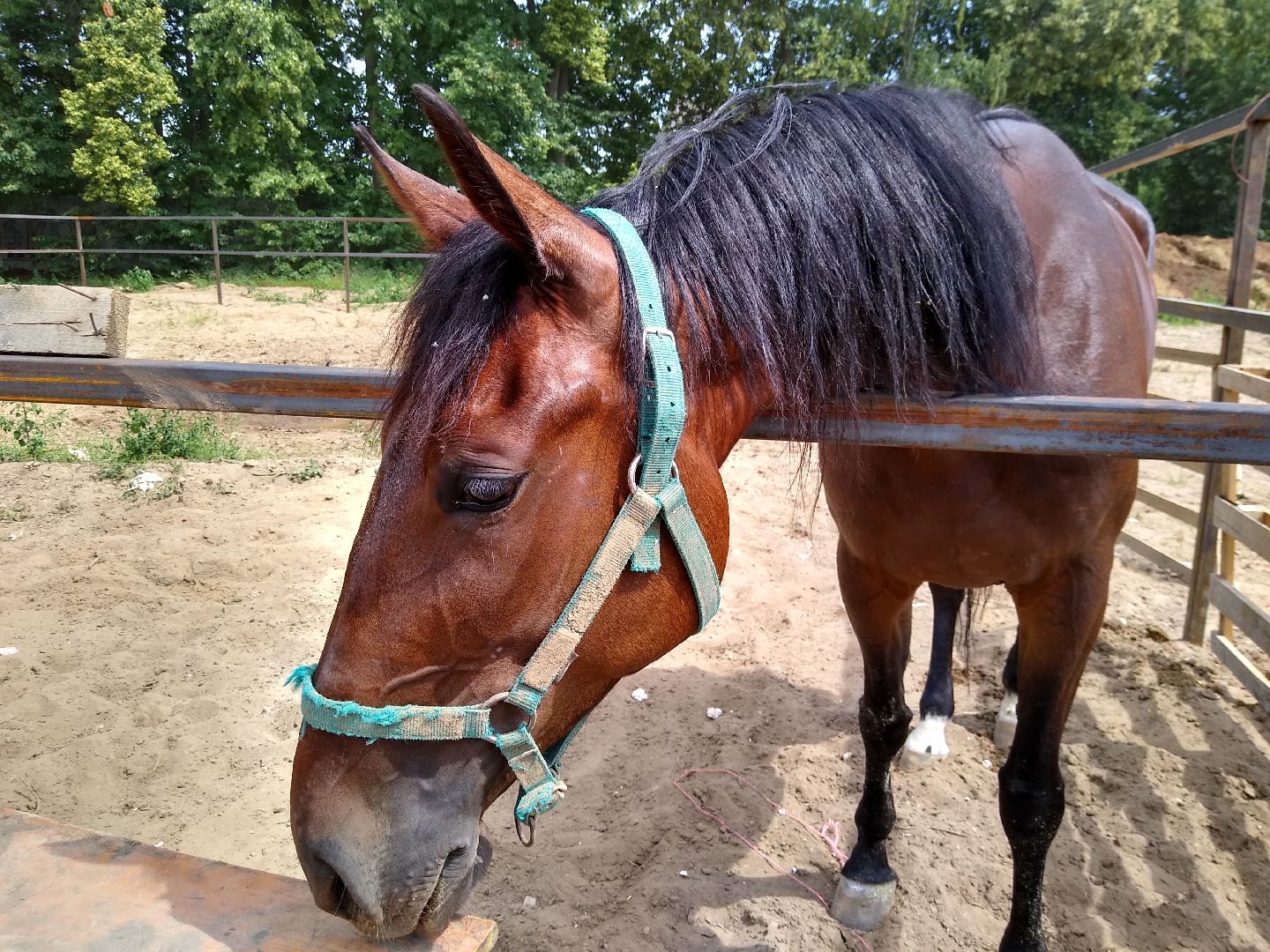 Раменское, спорт, на Раменском ипподроме разместили 160 лошадей