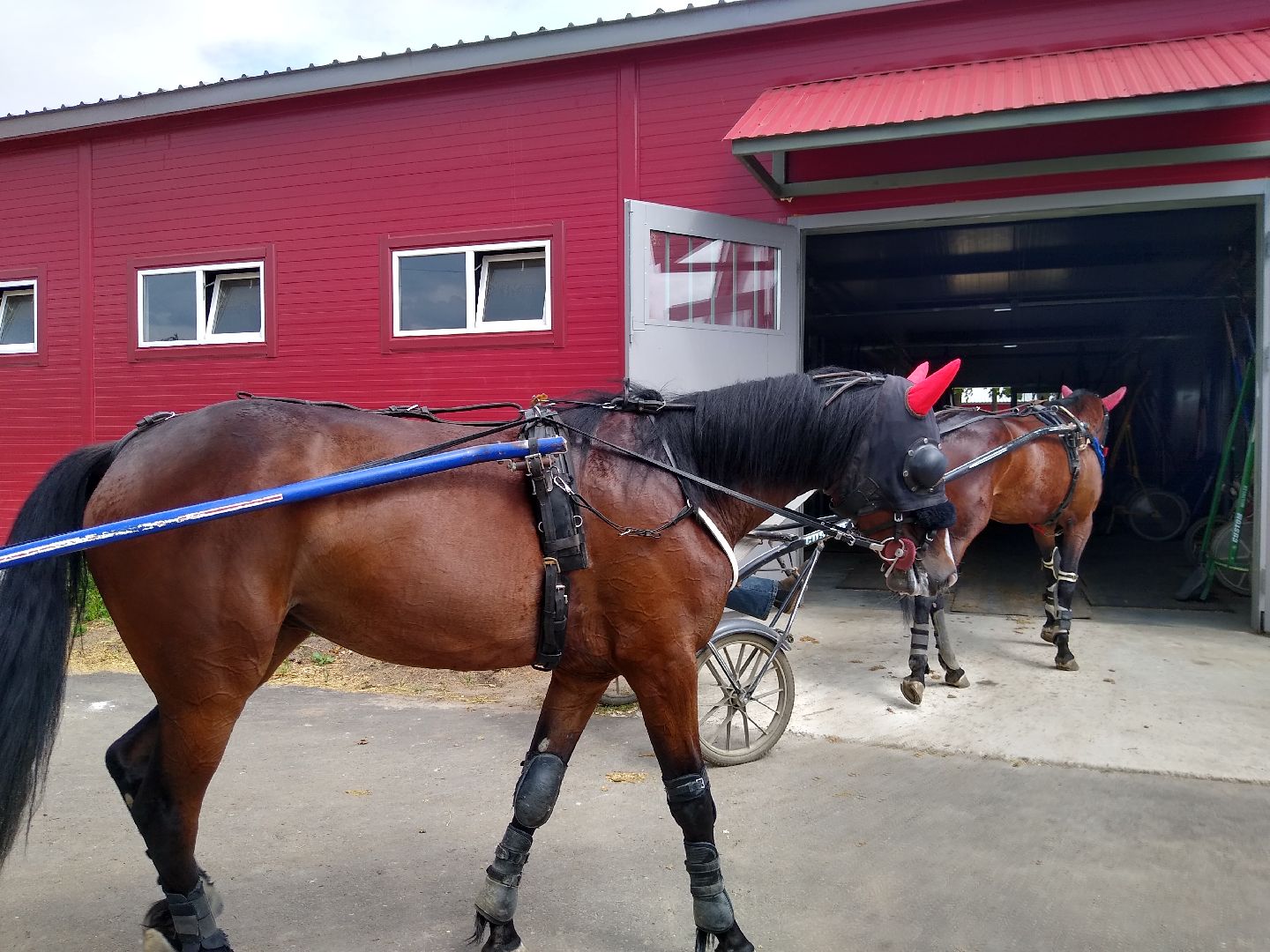 Раменское, спорт, на Раменском ипподроме разместили 160 лошадей