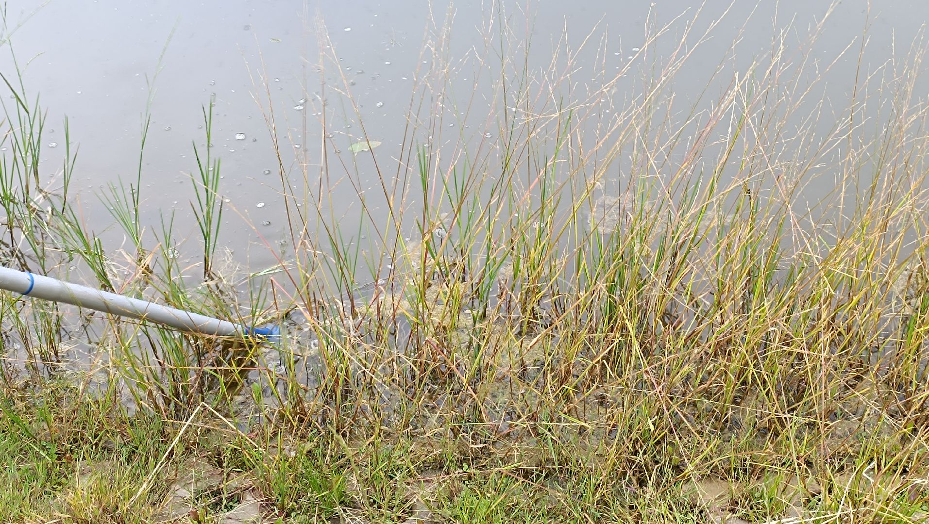Лобня, пруд, водоросли