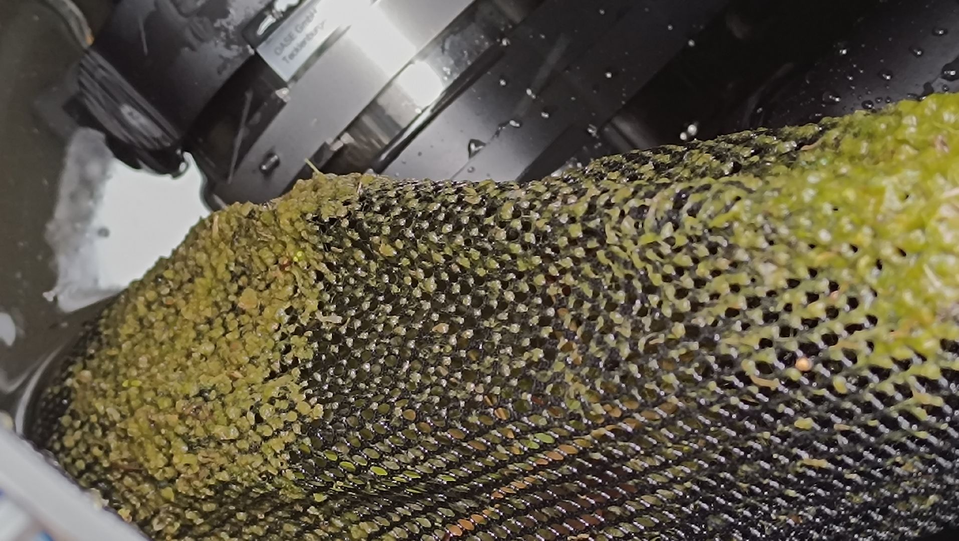 Лобня, пруд, водоросли