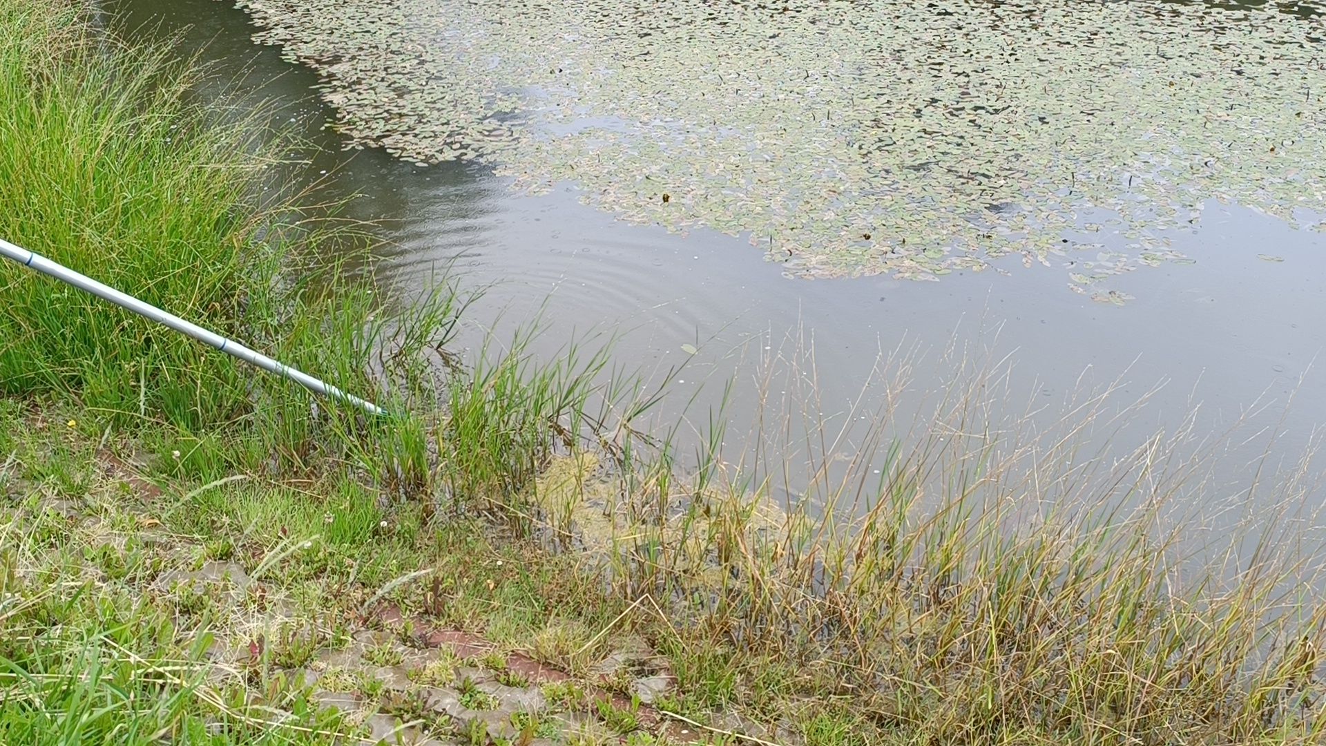 Лобня, пруд, водоросли