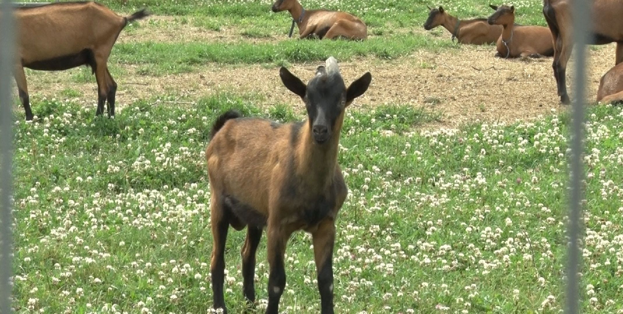 Эко-ферма Калачёво, Домодедово
