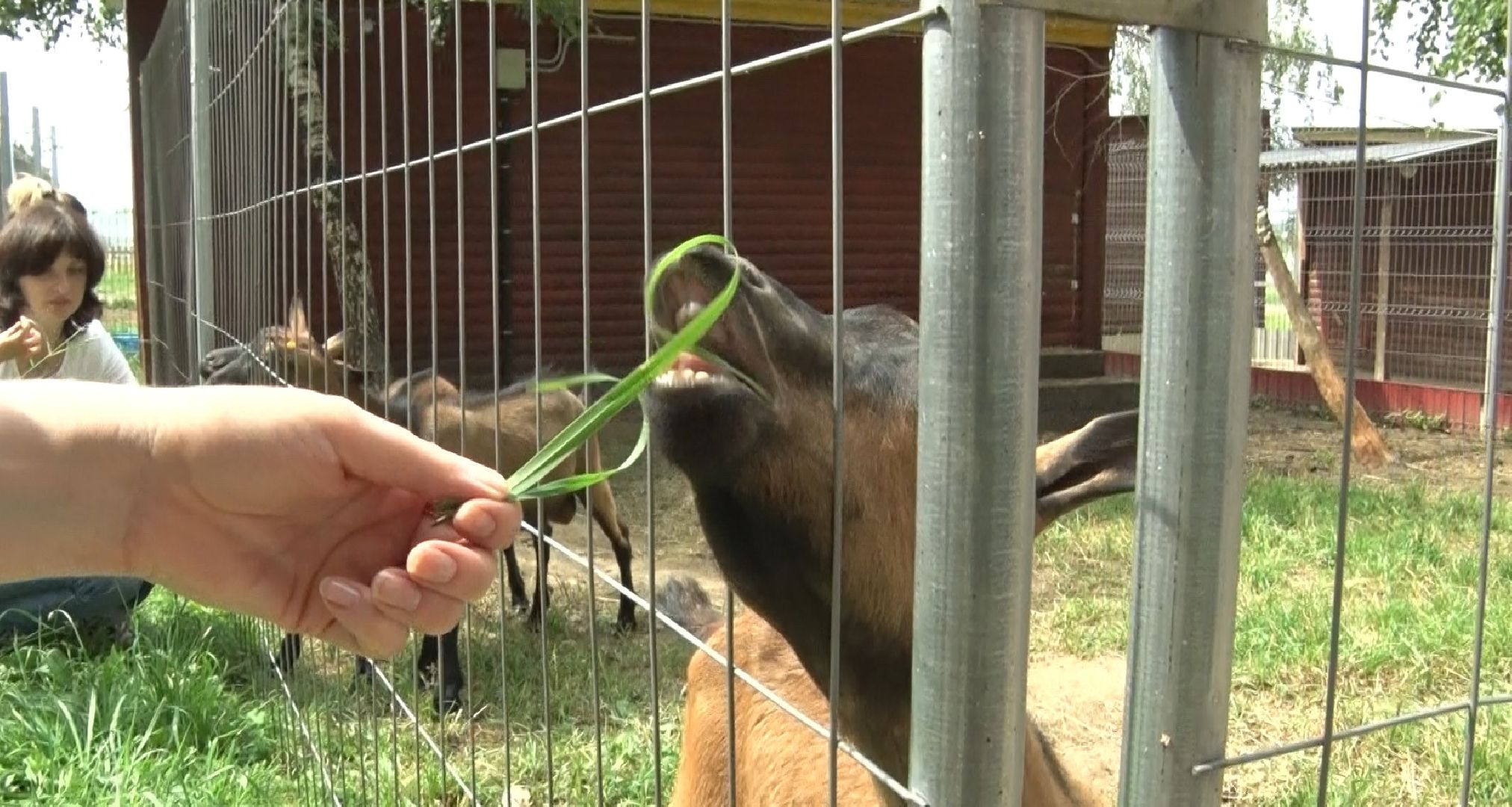Эко-ферма Калачёво, Домодедово