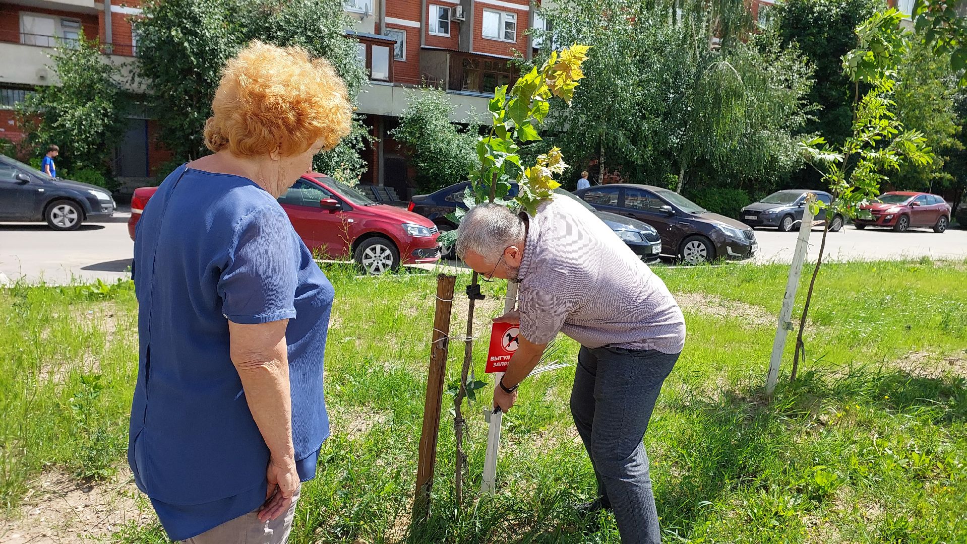 серпухов, двор, детские площадки, собаки, выгул собак, депутат, жители,