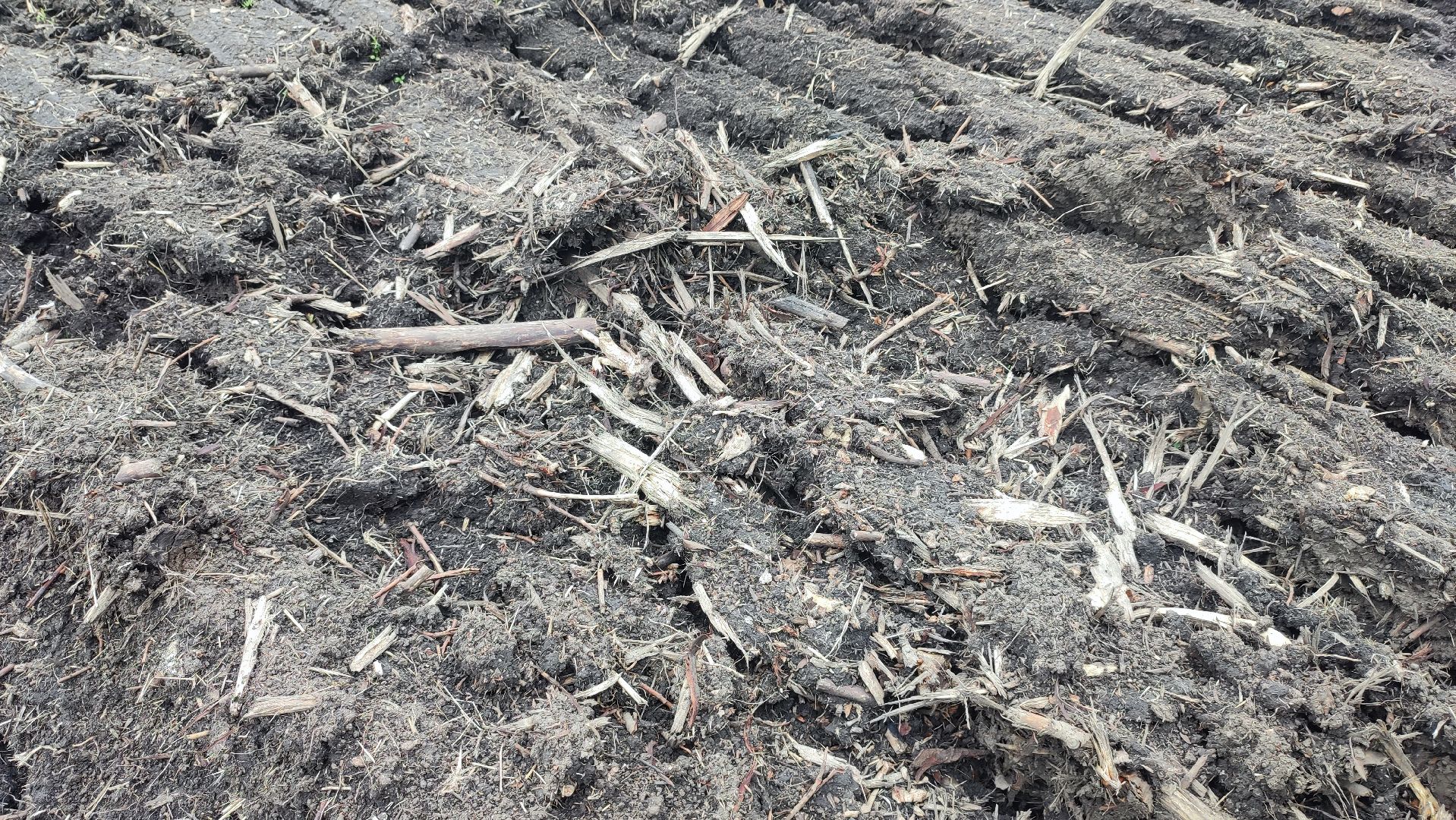 Кашира, сельское хозяйство, аграрии, рапс, горох, ячмень