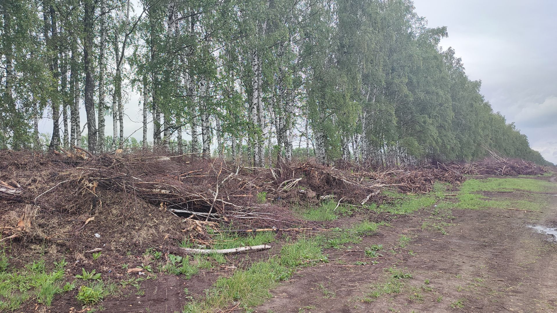 Кашира, сельское хозяйство, аграрии, рапс, горох, ячмень