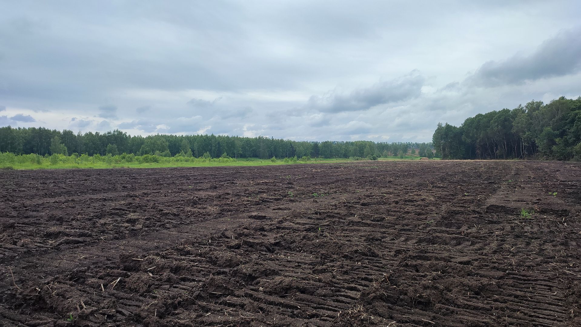 Кашира, сельское хозяйство, аграрии, рапс, горох, ячмень