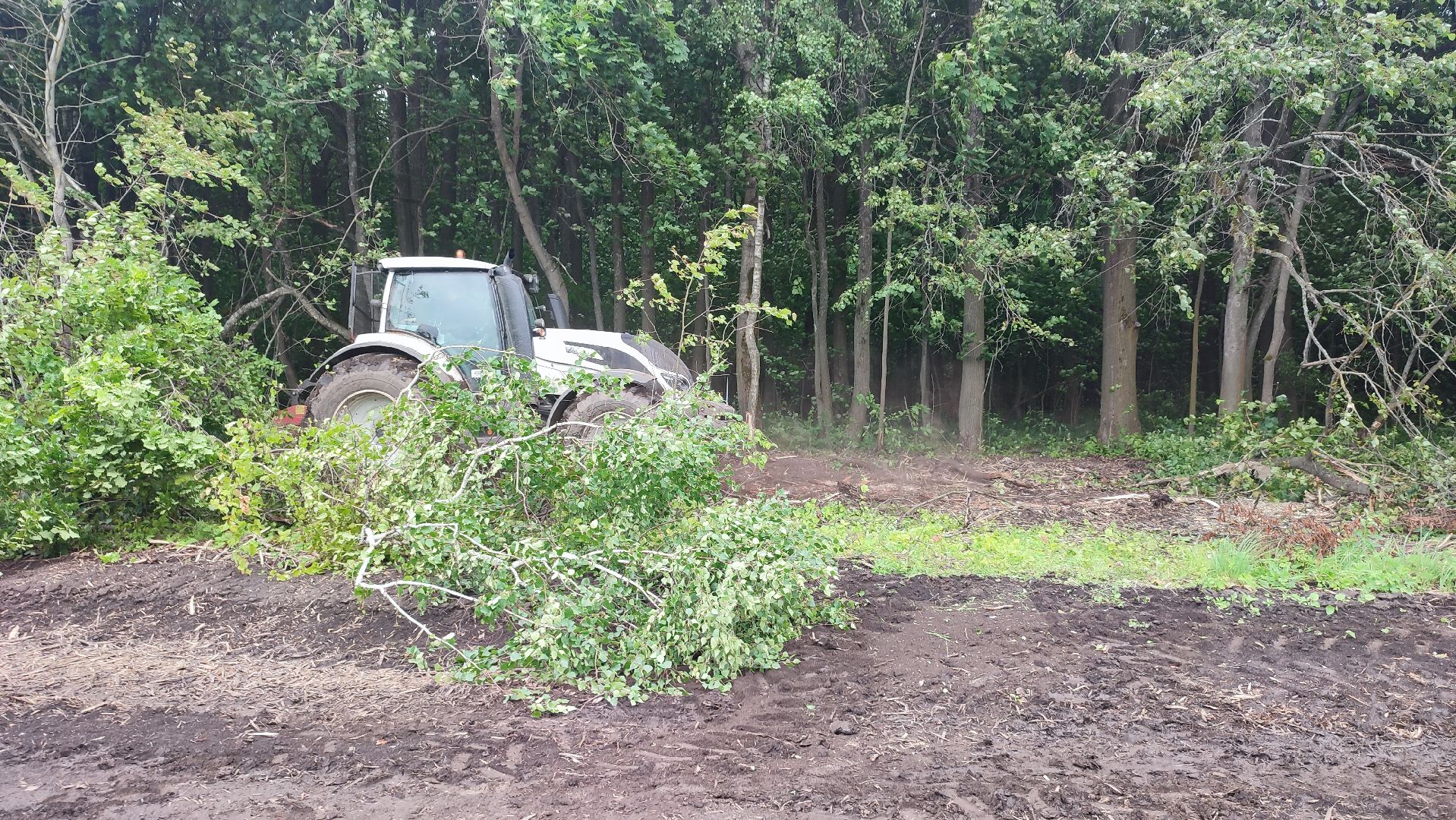 Кашира, сельское хозяйство, аграрии, рапс, горох, ячмень