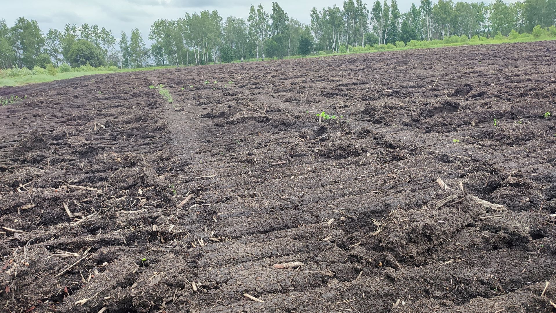 Кашира, сельское хозяйство, аграрии, рапс, горох, ячмень
