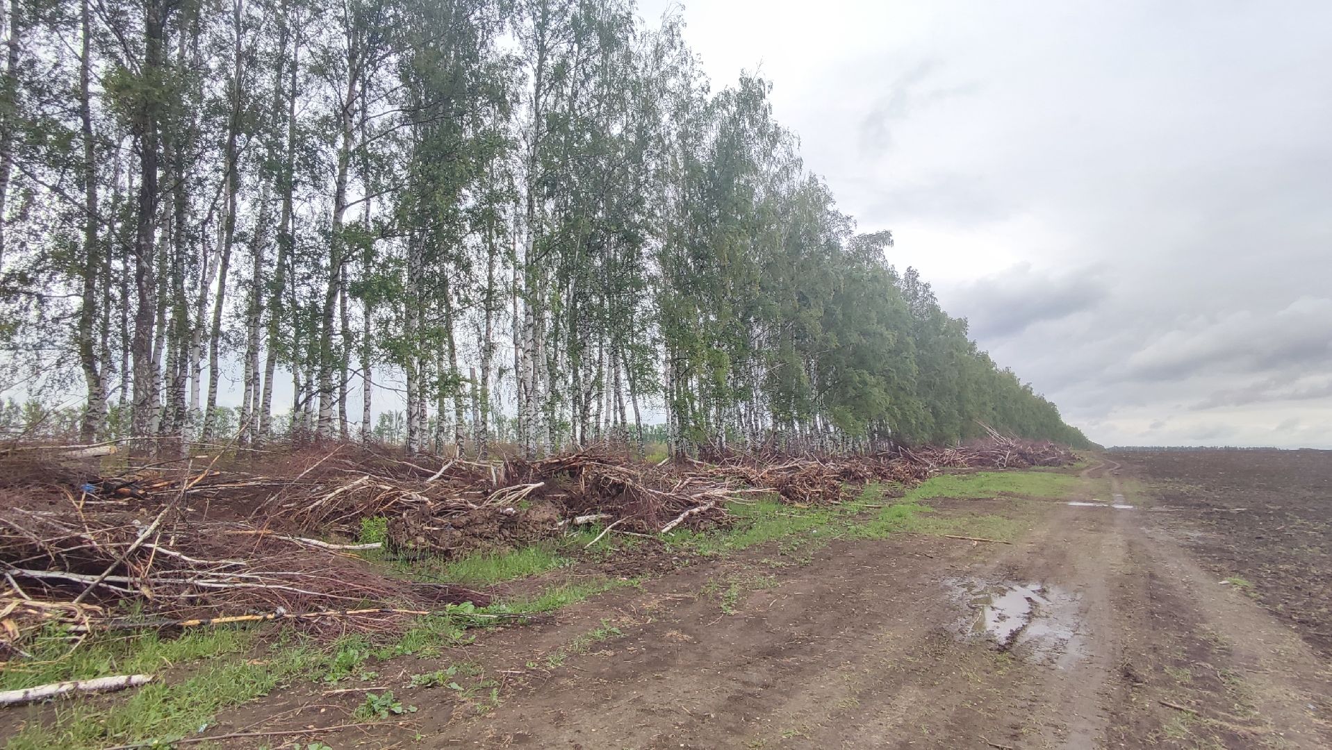 Кашира, сельское хозяйство, аграрии, рапс, горох, ячмень