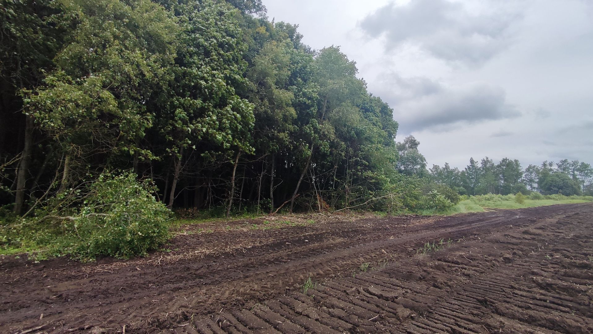 Кашира, сельское хозяйство, аграрии, рапс, горох, ячмень