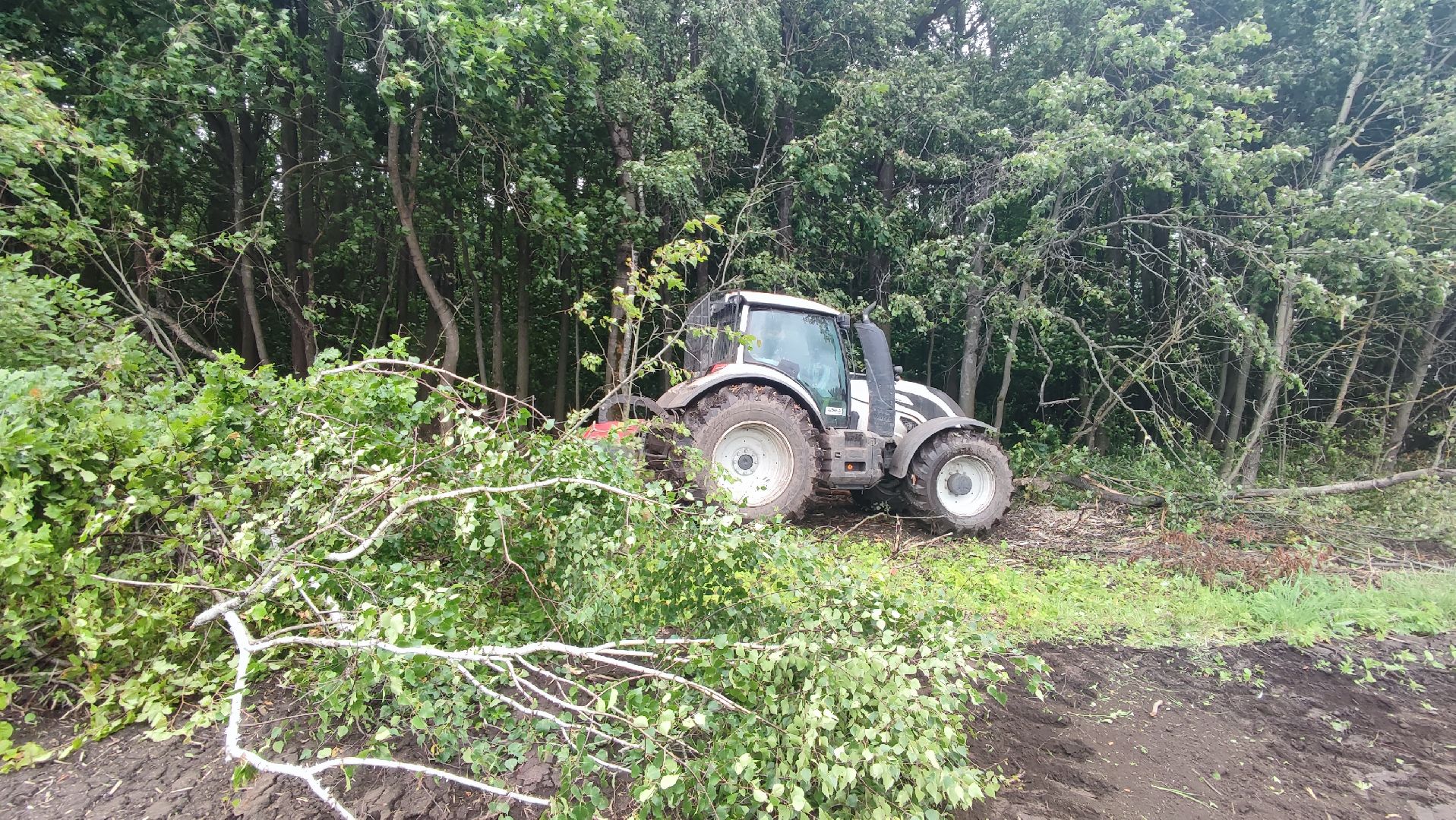 Кашира, сельское хозяйство, аграрии, рапс, горох, ячмень