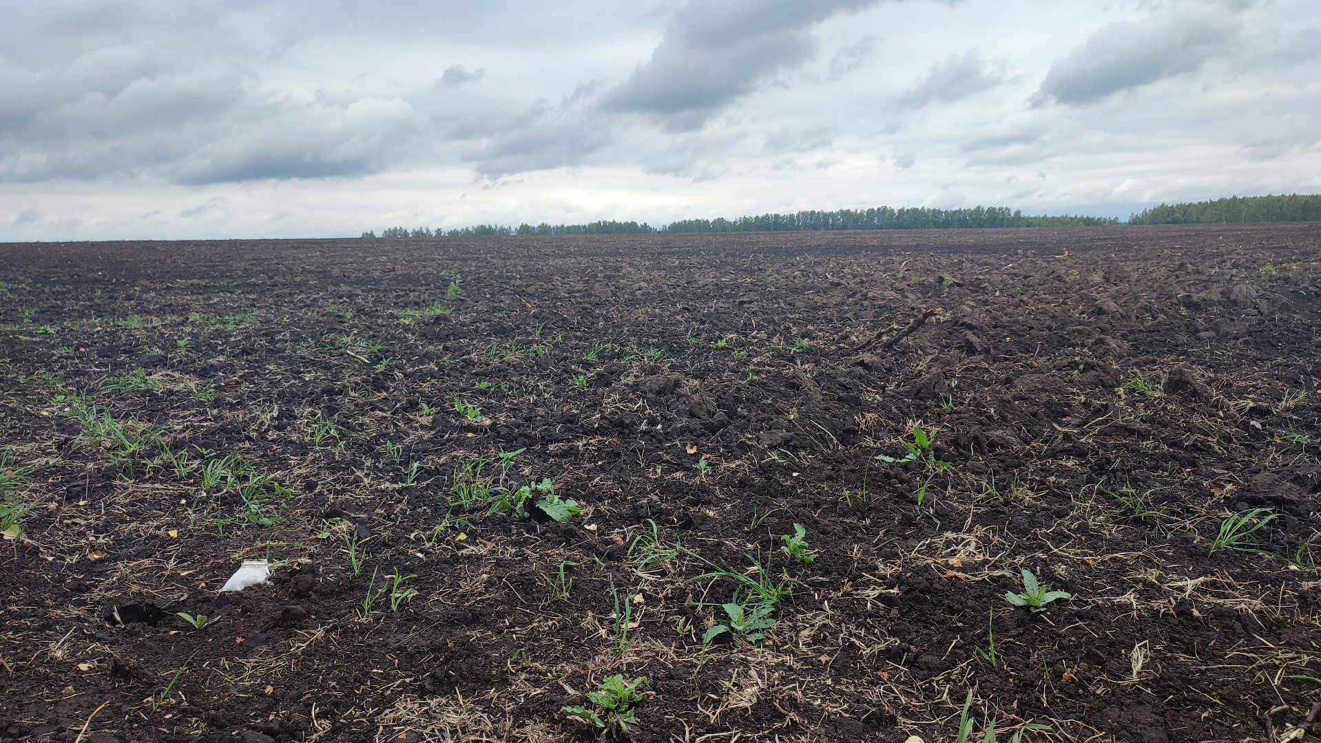 Кашира, сельское хозяйство, аграрии, рапс, горох, ячмень