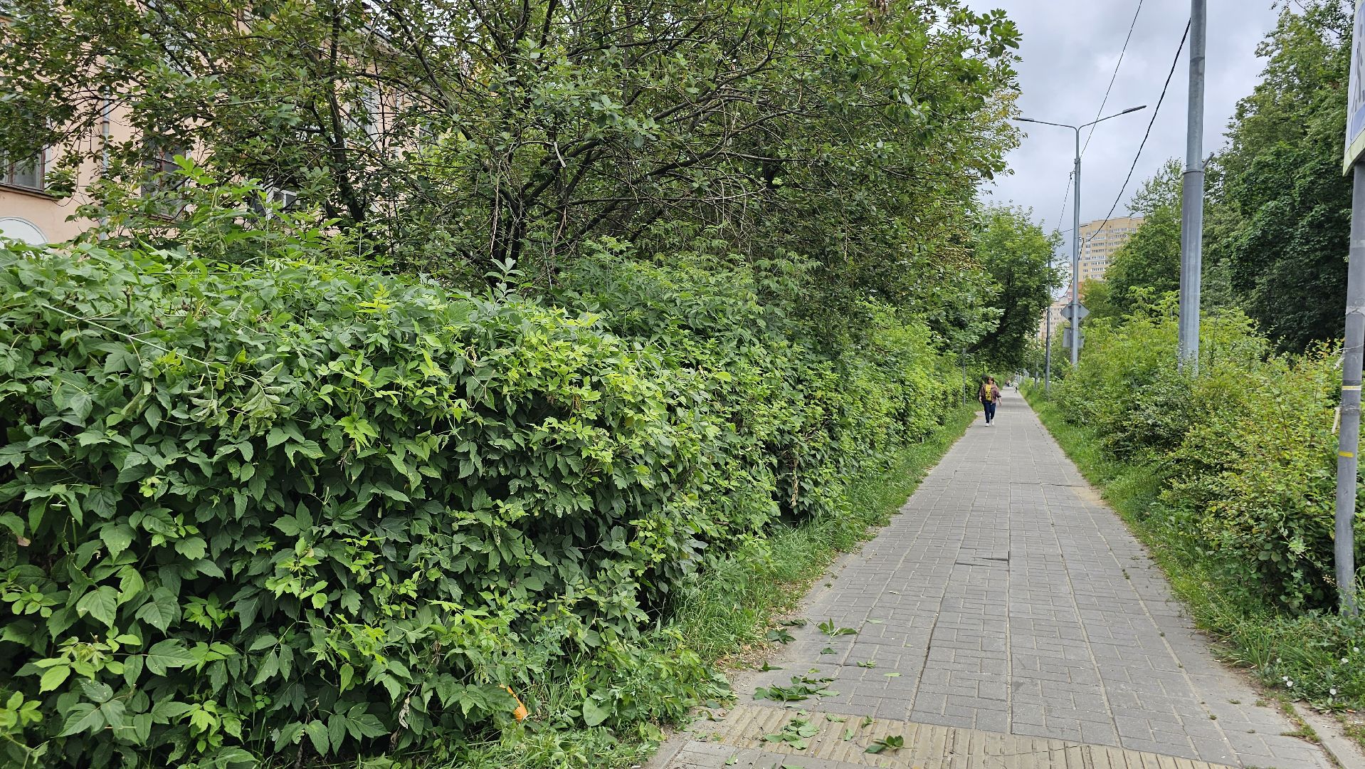 благоустройство, опиловка кустов, Котельники